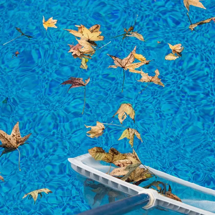 leaves in a swimming pool